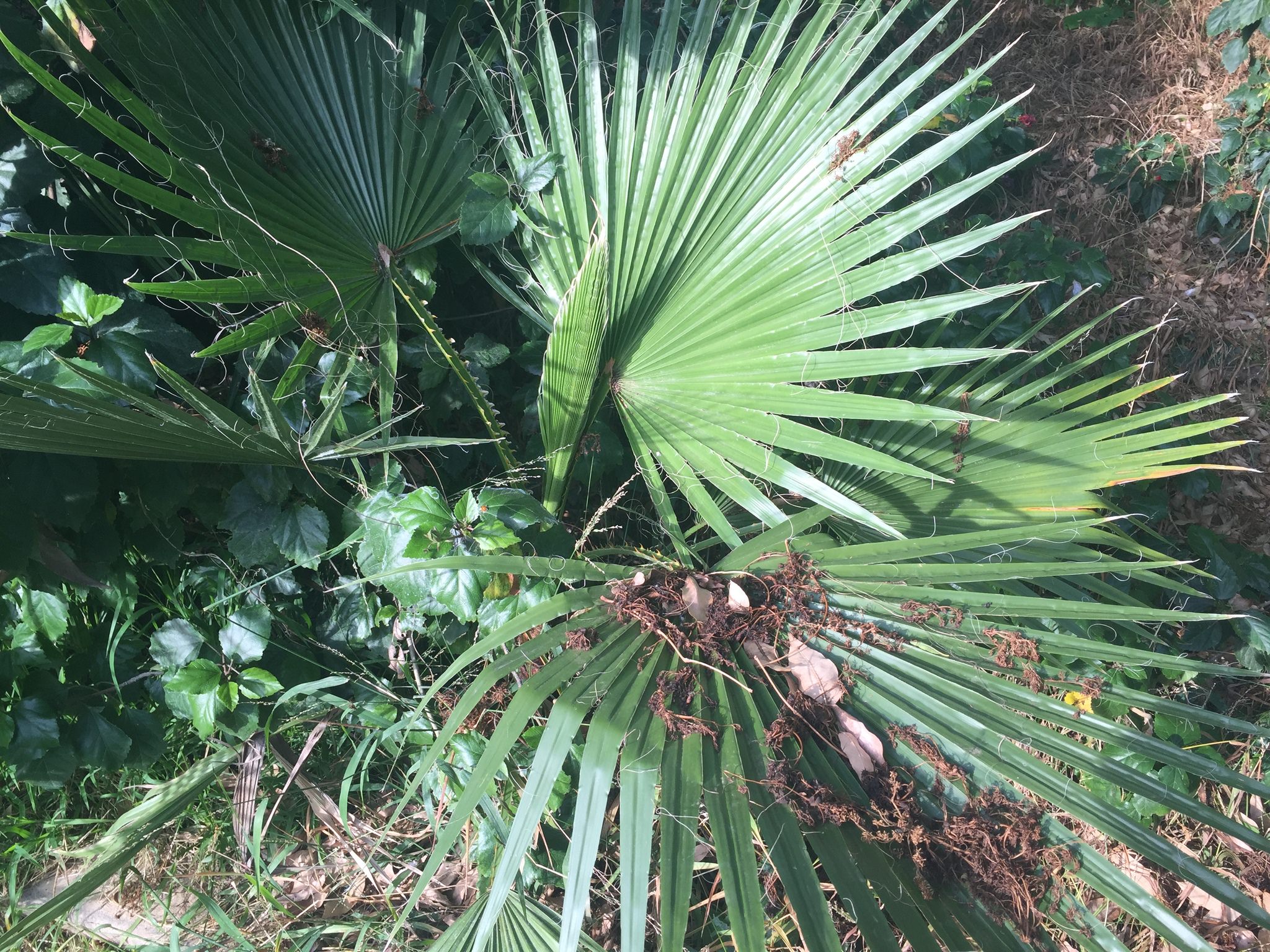 Washingtonia filifera